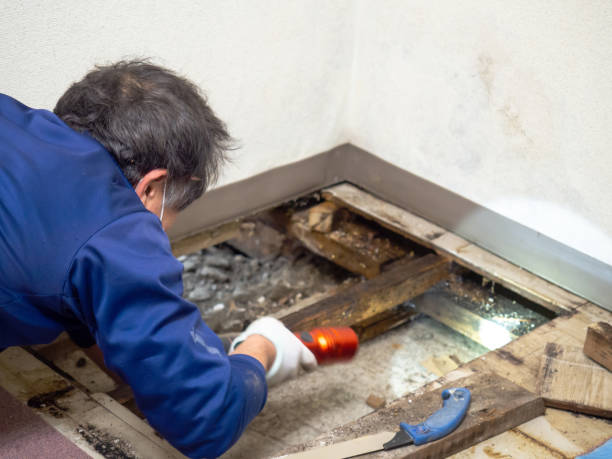 Best Mold Removal Company Near Me  in Riverwoods, IL