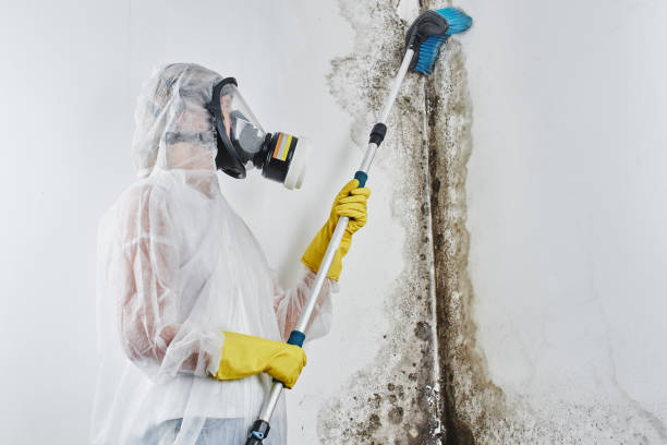 Best Emergency Mold Removal  in Riverwoods, IL