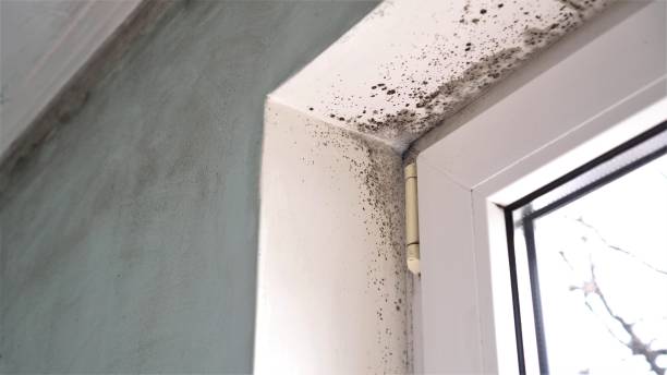 Best Residential Mold Removal  in Riverwoods, IL