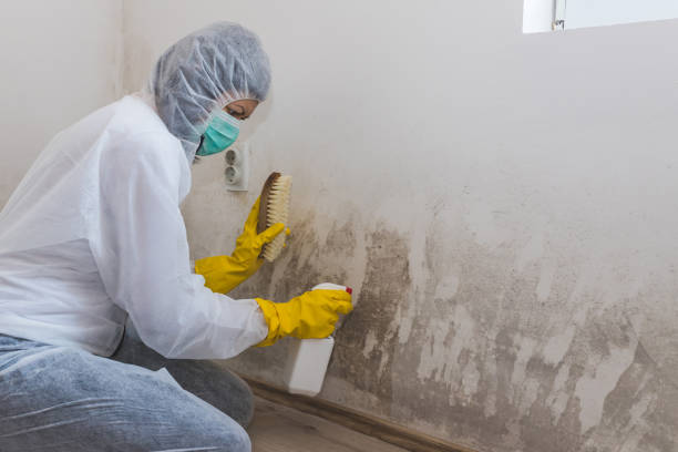 Best Home Mold Removal  in Riverwoods, IL