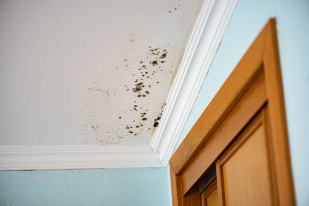 Best Mold Cleaning Services  in Riverwoods, IL