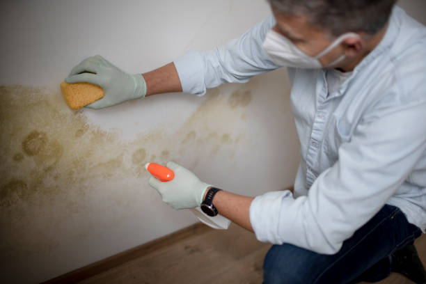 Best Toxic Mold Removal  in Riverwoods, IL