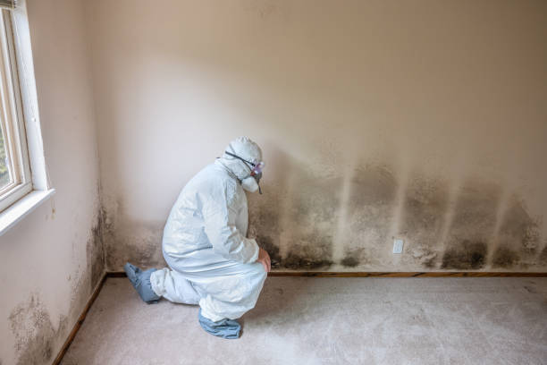 Riverwoods, IL Mold Removal Company