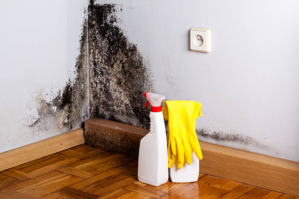 Best Best Mold Removal Companies  in Riverwoods, IL